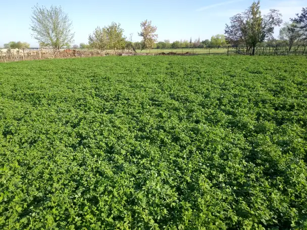 Продаю Семена Люцерны Меркенский район, фотография 1