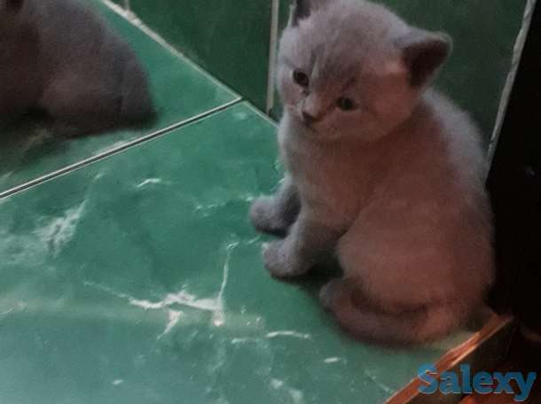 чистокровные британские котята, фотография 2
