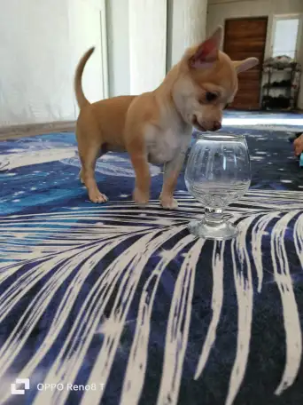 Продам шинка чихуахуа, фотография 1