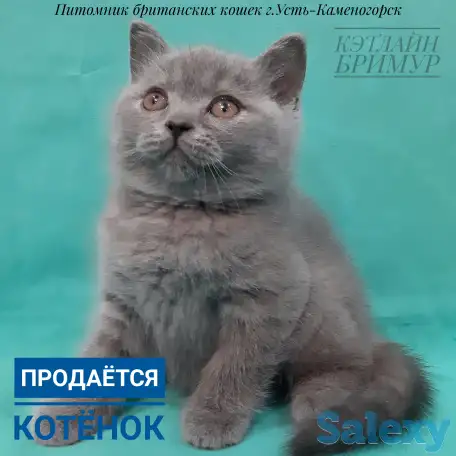 Британские котята, фотография 1