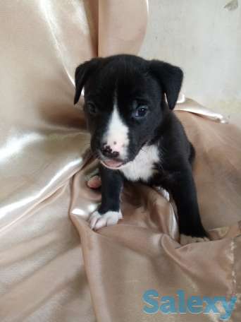 Открыт резерв щенков американского питбуль терьера, фотография 9