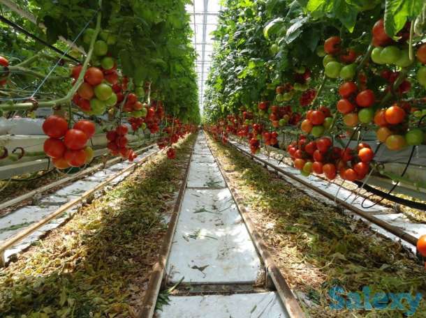 Работа в Польше, фотография 3