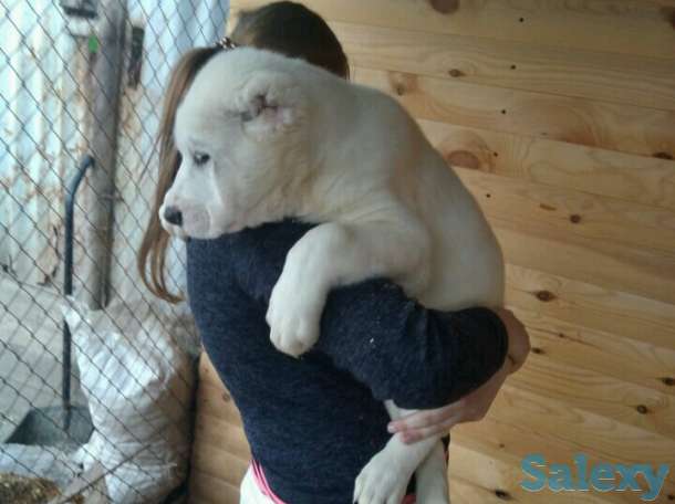 Продаются щенки САО от Ак Сункара - отец и Helisia De Wait Bonia - мать щенков., фотография 3