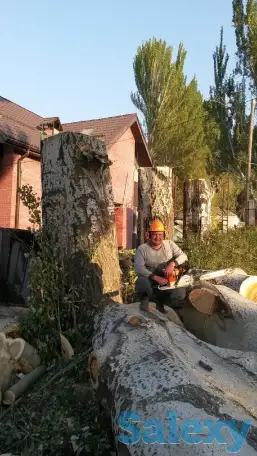 Спил деревьев. Евгений верхолаз (арборист), спецтехника. Обрезка, кронировка., фотография 13