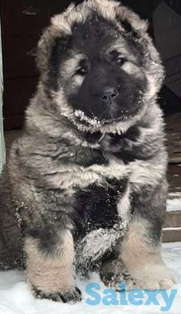 Кавказята!Цены разные!, фотография 1