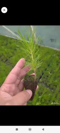 Сосна ЗКС, фотография 2