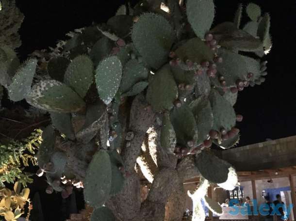 Жильё на Кипре, фотография 4