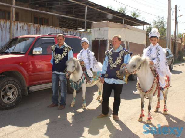 лошади, пони, катание, прокат, фотография 2