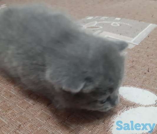 Котята британцы, фотография 5