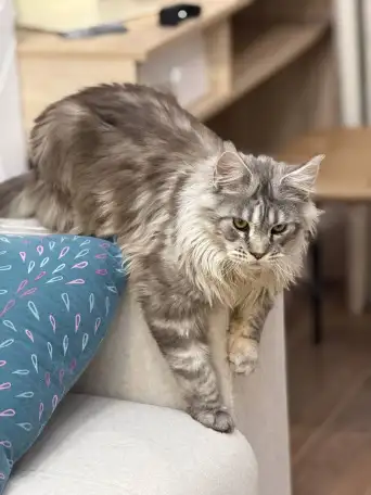 Мейн-Кун для вязки, фотография 2