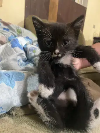 Отдам котенка в добрые руки, фотография 3