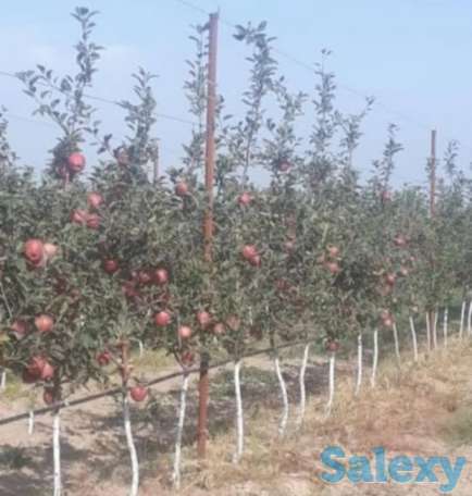 Плодово-ягодный объект (промышленный)., фотография 3