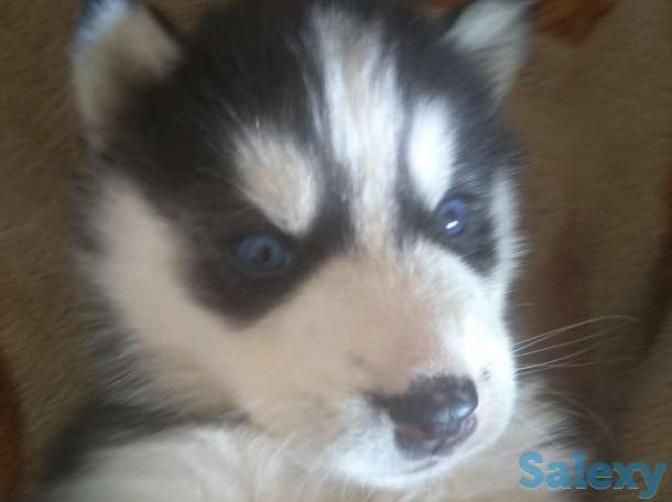 Продаю щенков сибирской хаски, фотография 2