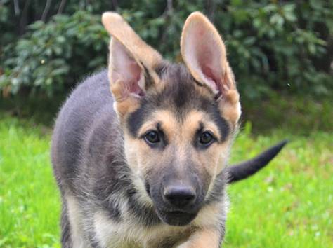 Щенки восточно-европейской овчарки, фотография 1