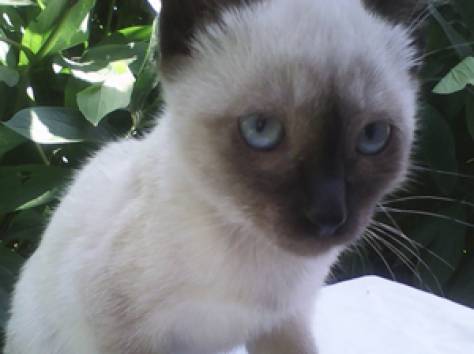 Отдам котят, фотография 1