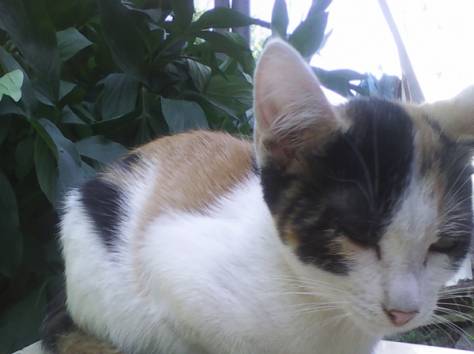 Отдам котят, фотография 2