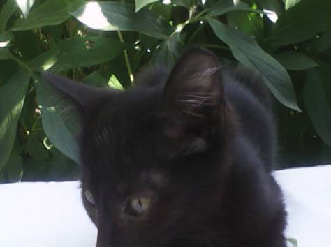 Отдам котят, фотография 3