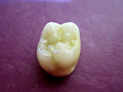 Зубной техник из России!, фотография 1