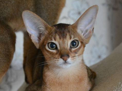 Абиссинские кошки, фотография 1