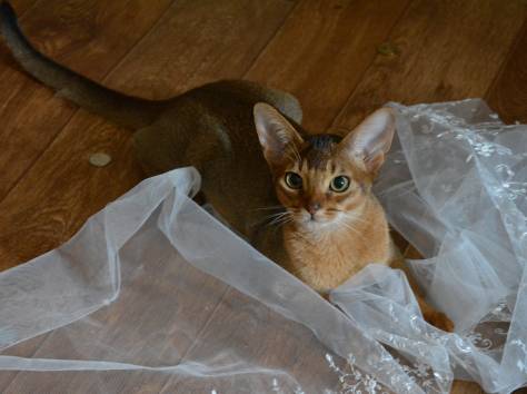 Абиссинские кошки, фотография 2