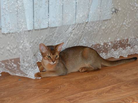 Абиссинские кошки, фотография 3