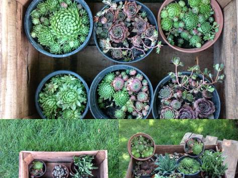 Ландшафтный дизайн. Элитное озеленение. Экзотические, комнатные, садовые растения., фотография 2