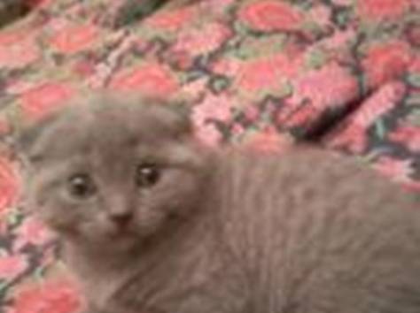 Продам котят шотландских вислоухих и прямоухих, фотография 3