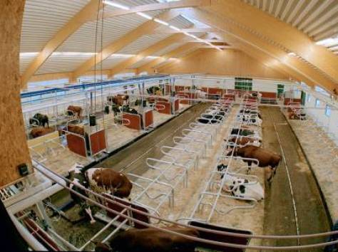 Коровники, фотография 3