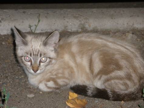 отдам котят, фотография 1