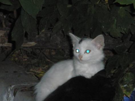 отдам котят, фотография 2