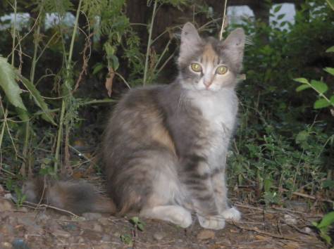 отдам котят, фотография 3