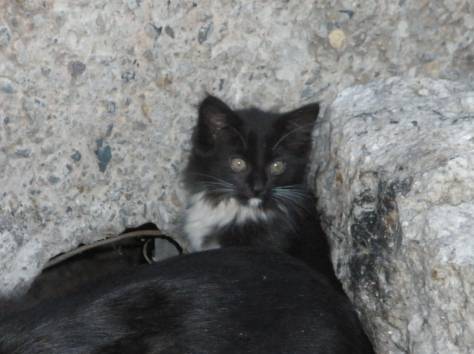 отдам котят, фотография 4