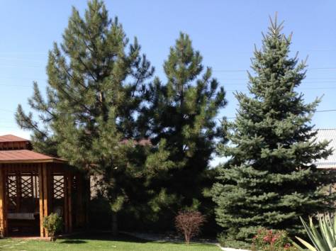 Рулонный газон, фотография 4