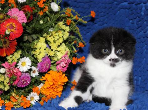 Продаются Scottish Fold и Scottish Stright котятки, фотография 1