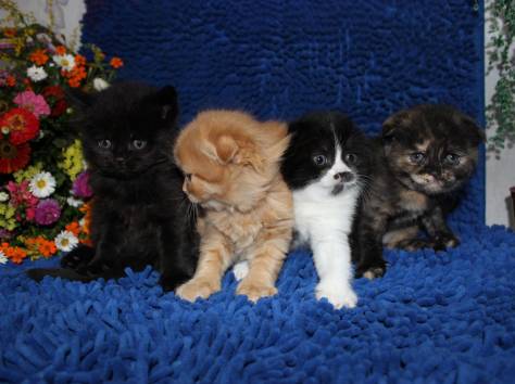 Продаются Scottish Fold и Scottish Stright котятки, фотография 2