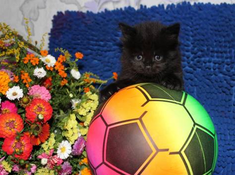 Продаются Scottish Fold и Scottish Stright котятки, фотография 3