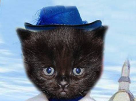 Продаются Scottish Fold и Scottish Stright котятки, фотография 5