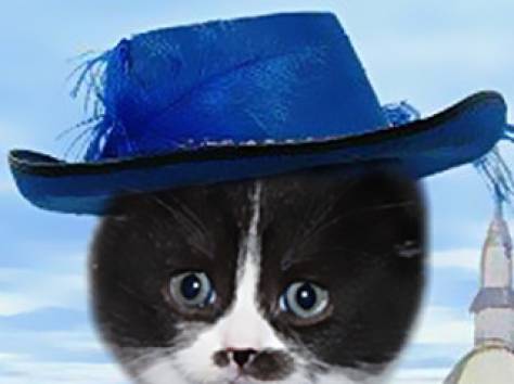 Продаются Scottish Fold и Scottish Stright котятки, фотография 6