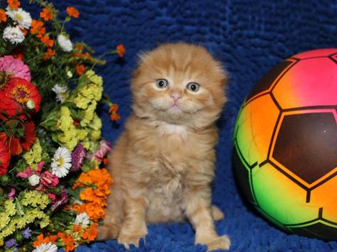 Продаются Scottish Fold и Scottish Stright котятки, фотография 8