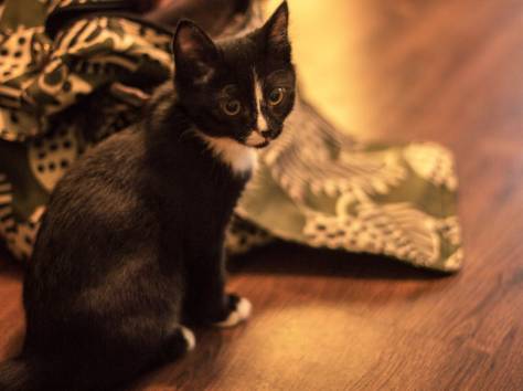 Срочно!! Отдам Котенка – Охотника в добрые руки!!, фотография 2