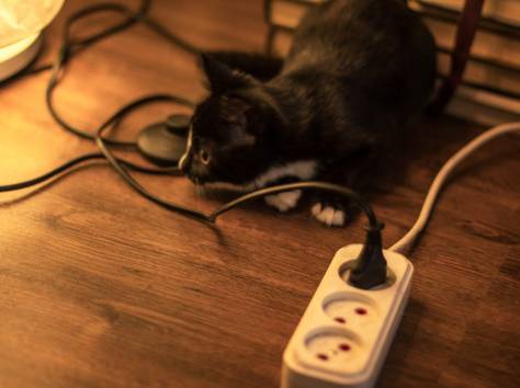 Срочно!! Отдам Котенка – Охотника в добрые руки!!, фотография 3