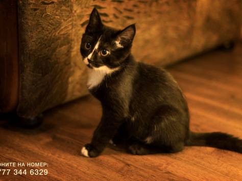 Срочно!! Отдам Котенка – Охотника в добрые руки!!, фотография 4