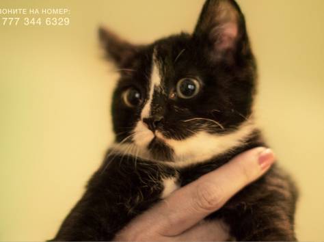 Срочно!! Отдам Котенка – Охотника в добрые руки!!, фотография 5