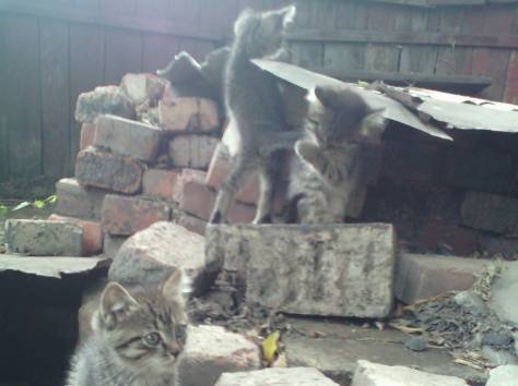 Срочно. Отдам котят подкидышей в хорошие руки , фотография 5