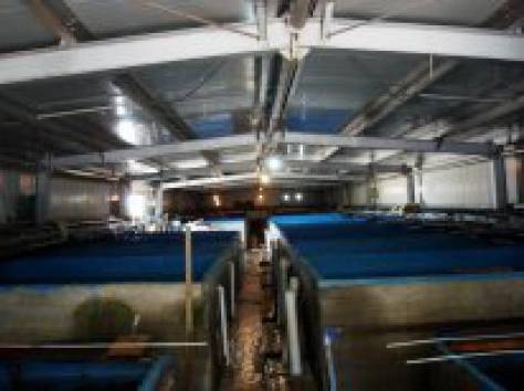 Форелевый питомник., фотография 1