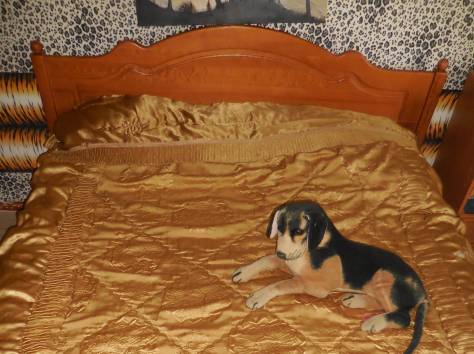 Продам спальний гарнитур., фотография 1