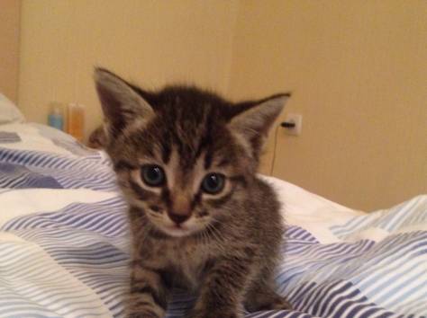 Котята , фотография 2