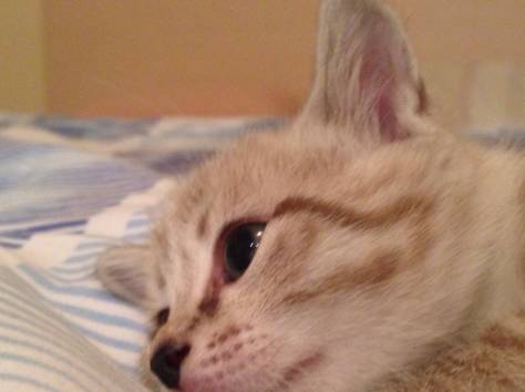 Котята , фотография 3