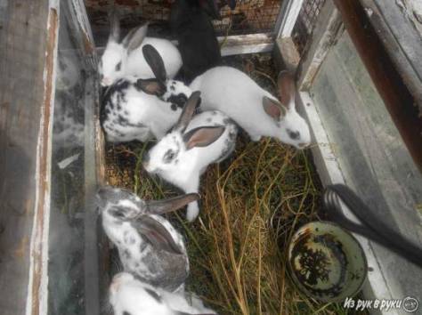 Продаю кроликов.Срочно., фотография 3