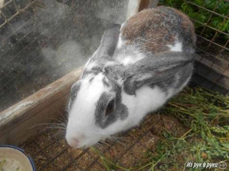 Продаю кроликов.Срочно., фотография 6